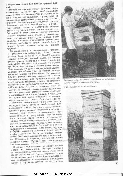 Metoda Volohovici- adica kg miere/ familia iernata - apimeda - INTRETINEREA ALBINELOR