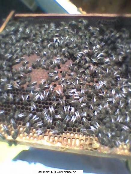 Mica mea stupina - gmih - POZE
