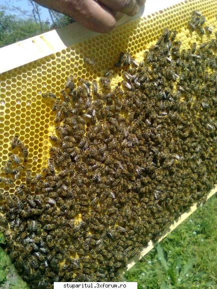 Mica mea stupina - rame noi introduse la pomi fructiferi - POZE