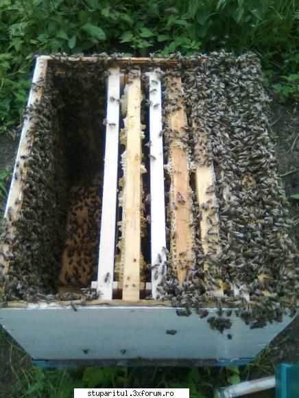 Mica mea stupina - Stup la �nceputul culesului de salcam, acestea - POZE
