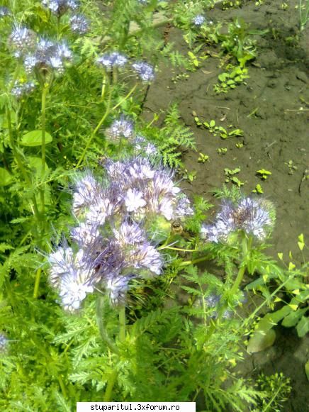 Mica mea stupina - gmih - POZE