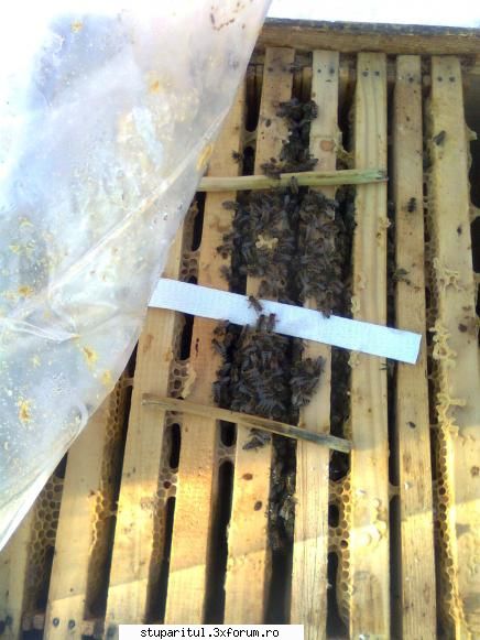 Mica mea stupina - gmih - POZE