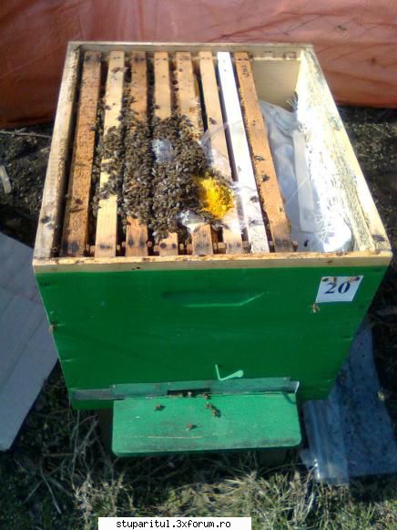 Mica mea stupina - gmih - POZE