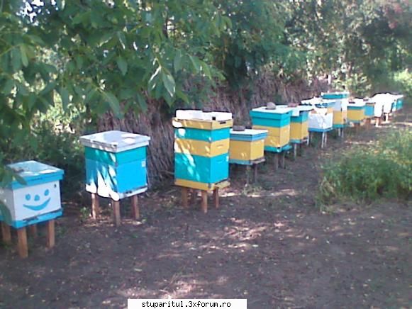 Mica mea stupina - Stupii mei si topitorul solar construit de mine - POZE