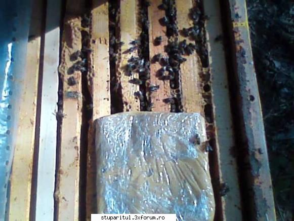 Mica mea stupina - gmih - POZE