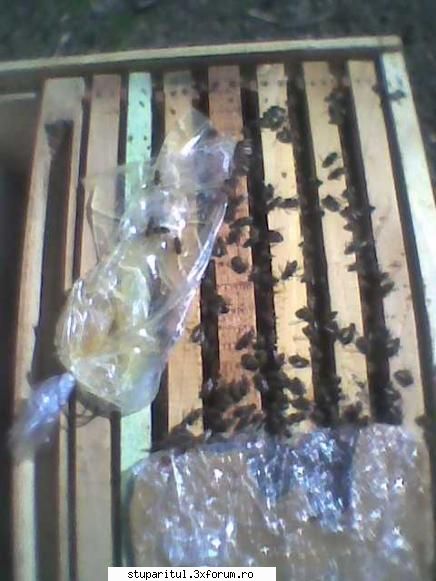 Mica mea stupina - au tras şi mierea de salc�m - POZE
