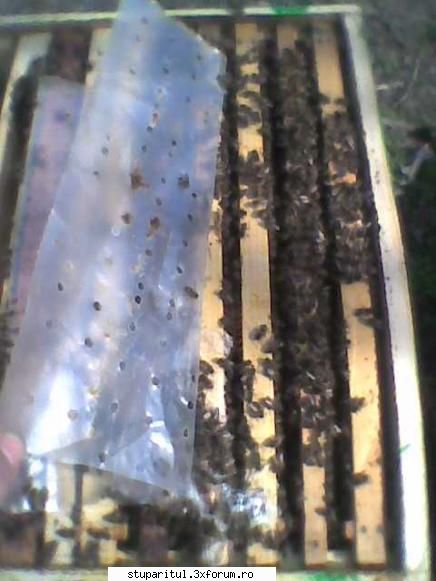 Mica mea stupina - completare turte proteice la cei 4 roi - POZE