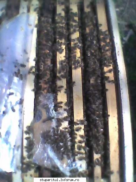 Mica mea stupina - gmih - POZE