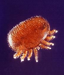 Mica poveste a paduchelui Varroa destructor. - Varroa destructor (Anderson & - BOLI SI DAUNATORI - TRATAMENTE
