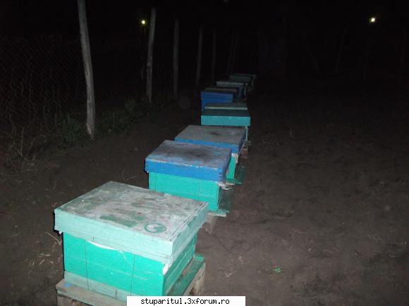 Multietajati printre ciulinii Baraganului - 2 aprilie 2011, ora 22:2 - JURNAL DE APICULTOR - JURNALE PERSONALE