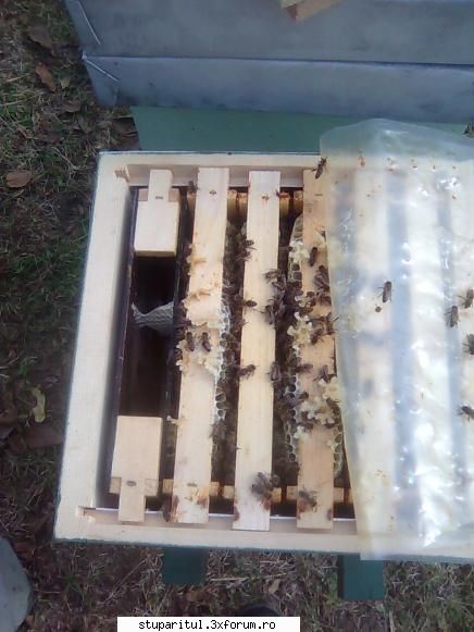 Mutare albine din stup Layens in Dadant - Metoda est ecat se poate de - PAGINA APICULTORULUI INCEPATOR