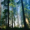 Necaz!!!!!!!! va rog o opinie - Cornele plantele medicinale, medicaqmentele - REZERVAT MEMBRILOR "STUPARITUL"