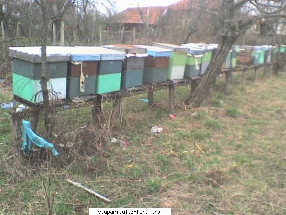 Nordul Olteniei - imagini din februarie din stupina 2 - JURNAL DE APICULTOR - JURNALE PERSONALE