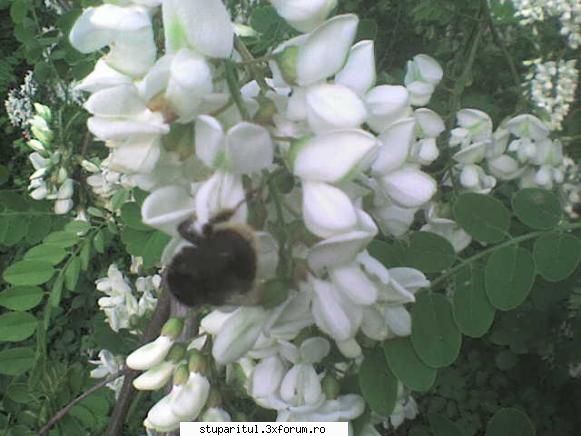 Nordul Olteniei - are nectar.Un bondar care-si trage partea - JURNAL DE APICULTOR - JURNALE PERSONALE