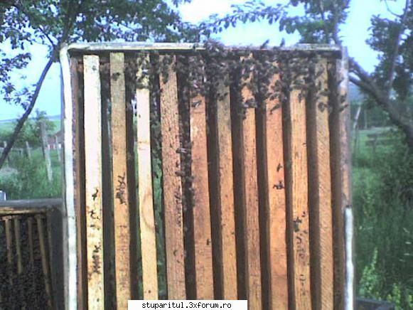 Nordul Olteniei - corpul inferior in care abia acum coboara albina - JURNAL DE APICULTOR - JURNALE PERSONALE