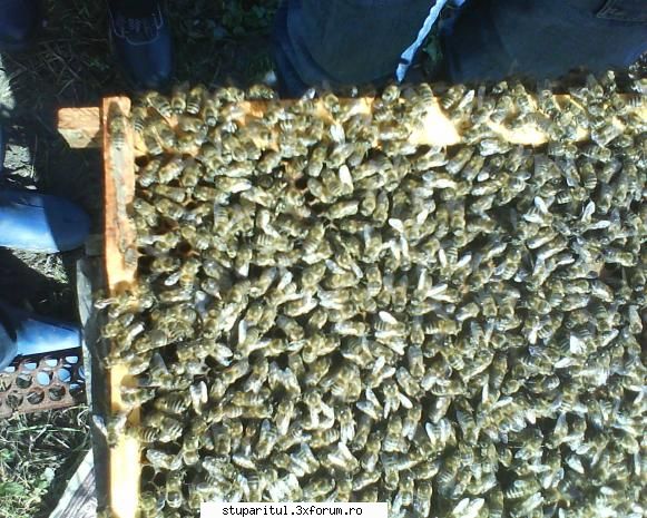 Nordul Olteniei - Au ceva puiet, cat podul palmei.Poza de la unul - JURNAL DE APICULTOR - JURNALE PERSONALE