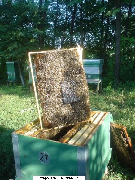 Nu stiu ce sa fac - D-le lucky, aveti perfecta dreptate, metoda cea - PAGINA APICULTORULUI INCEPATOR