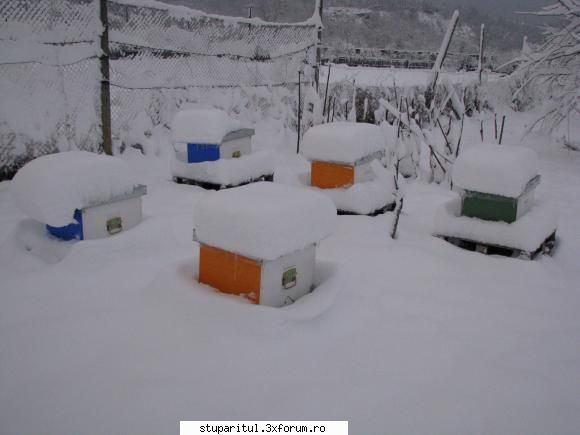 Oleaca de stupi, oleaca de iarna - Stupina mea inecata in zapada...poza e calda inca - POZE