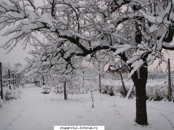 Oleaca de stupi, oleaca de iarna - nu ma asteptam la atata zapada, asa ca am - POZE