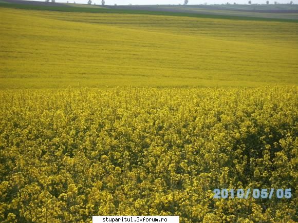 Oleaca de stupi, oleaca de iarna - Salut Emi,frumoase poze si stupi.Buna iarna mai - POZE