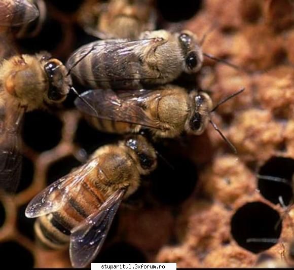 Omologarea si recunoasterea rasei Apis mellifera carpatica - asa arata rasa noastr - RASE SI HIBRIZI DE ALBINE