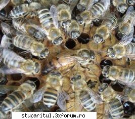 Omologarea si recunoasterea rasei Apis mellifera carpatica - shi eu care credea - RASE SI HIBRIZI DE ALBINE