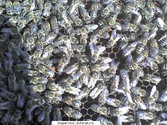 Omologarea si recunoasterea rasei Apis mellifera carpatica - gica - RASE SI HIBRIZI DE ALBINE