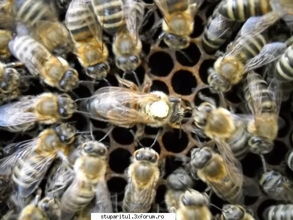 Omologarea si recunoasterea rasei Apis mellifera carpatica - una de pe la mine, pr - RASE SI HIBRIZI DE ALBINE