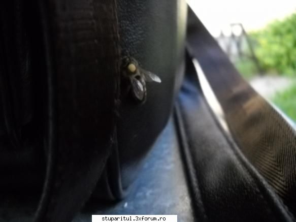 Omologarea si recunoasterea rasei Apis mellifera carpatica - sau alta...evadata :) - RASE SI HIBRIZI DE ALBINE