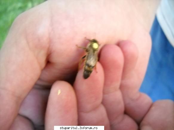 Omologarea si recunoasterea rasei Apis mellifera carpatica - alta proaspat iesita - RASE SI HIBRIZI DE ALBINE