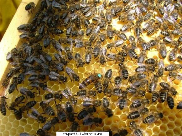 Omologarea si recunoasterea rasei Apis mellifera carpatica - Apis melifera sicula - RASE SI HIBRIZI DE ALBINE