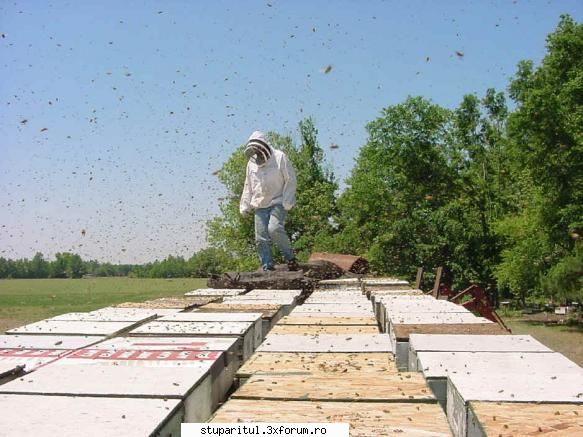 Paletizarea si incarcarea stupilor - ce rol are plasa?? - ECHIPAMENTE SI UTILAJE APICOLE
