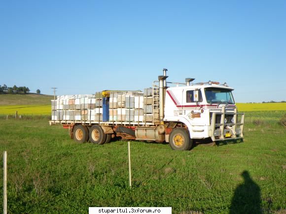 Paletizarea si incarcarea stupilor 2 - In Australia se plateste 70$ pe stup - ECHIPAMENTE SI UTILAJE APICOLE