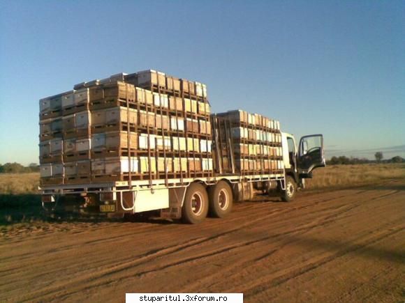 Paletizarea si incarcarea stupilor 2 - camionul e incarcat cu 312 stupi pt - ECHIPAMENTE SI UTILAJE APICOLE