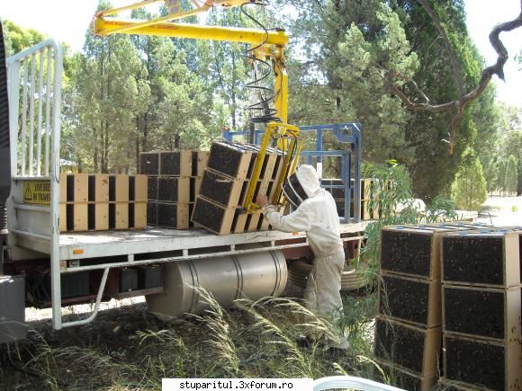 Paletizarea si incarcarea stupilor 2 - Revin cu o poza cu macaraua in - ECHIPAMENTE SI UTILAJE APICOLE