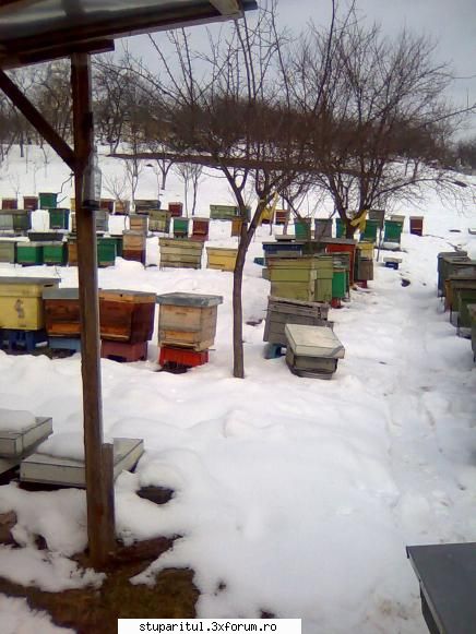 Pana nu se topeste zapada - balasbebe - POZE