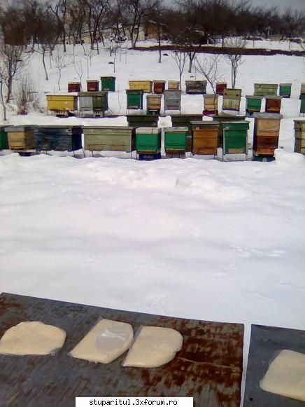 Pana nu se topeste zapada - balasbebe - POZE