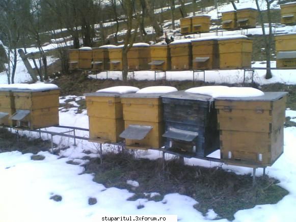 Pana nu se topeste zapada - si la mine este iarna pozele din 24 02 acum e mai - POZE