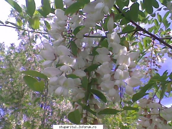 flori mult ravnite
 :d pastoral salcam 1