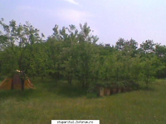 Pastoral salcam 1 - valy gudas - POZE