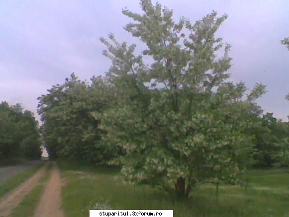 Pastoral salcam 1 - valy gudas - POZE