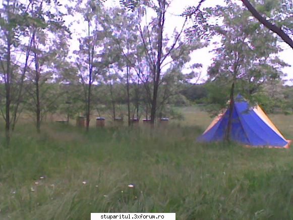 Pastoral salcam 1 - valy gudas - POZE