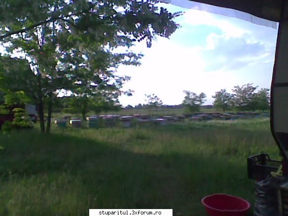 Pastoral salcam 1 - valy gudas - POZE
