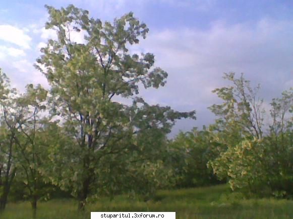 Pastoral salcam 1 - valy gudas - POZE