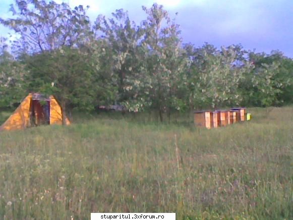 Pastoral salcam 1 - valy gudas - POZE