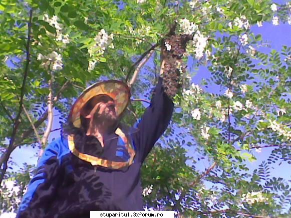 Pastoral salcam 1 - Restul ce a mai ramas dintr-un roi - POZE
