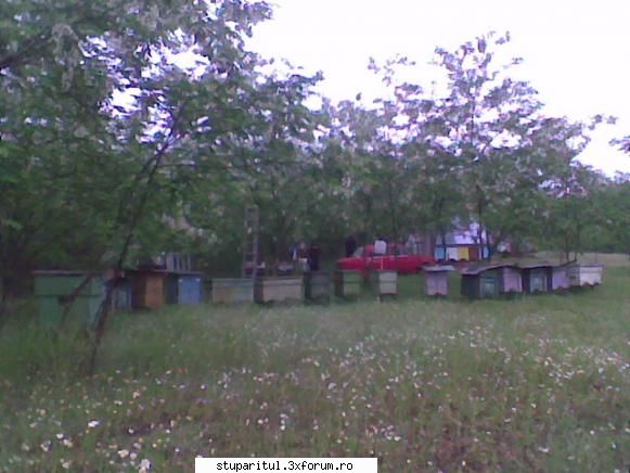 Pastoral salcam 1 - valy gudas - POZE