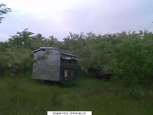 Pastoral salcam 1 - valy gudas - POZE