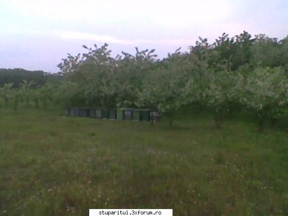 Pastoral salcam 1 - valy gudas - POZE