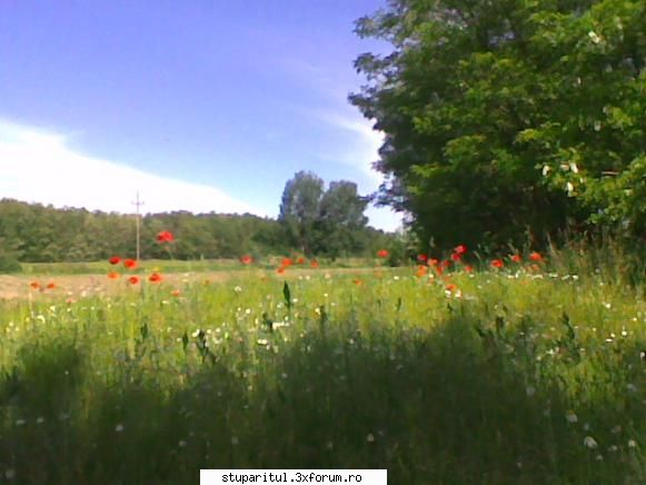 Pastoral salcam 1 - valy gudas - POZE